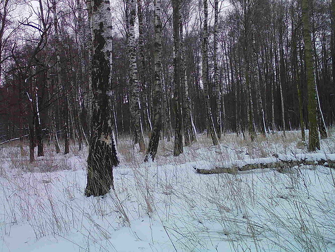 trailcam_image