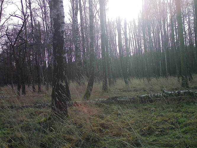 trailcam_image