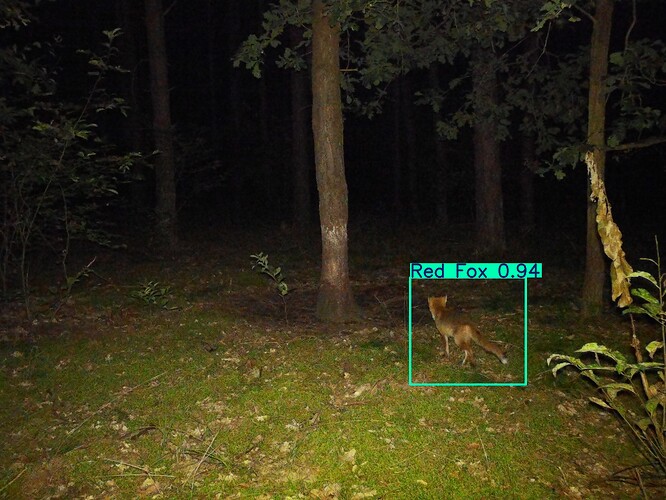 trailcam_image