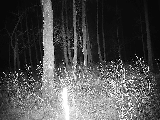 trailcam_image