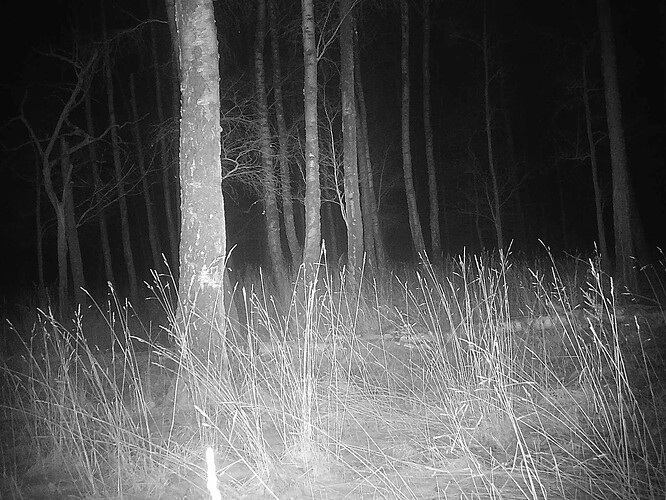 trailcam_image