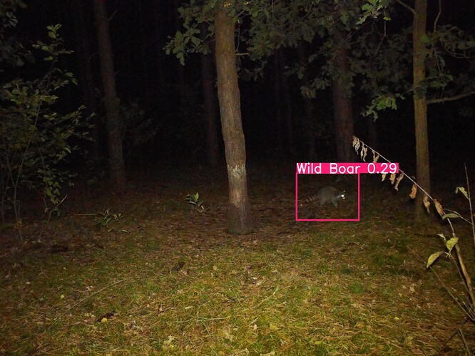 trailcam_image