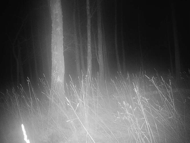 trailcam_image