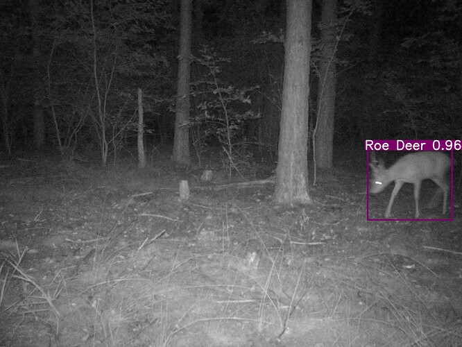 trailcam_image