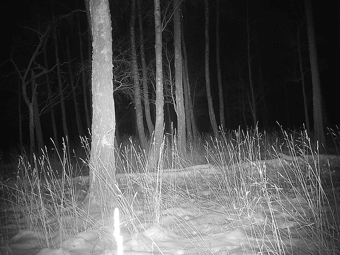 trailcam_image