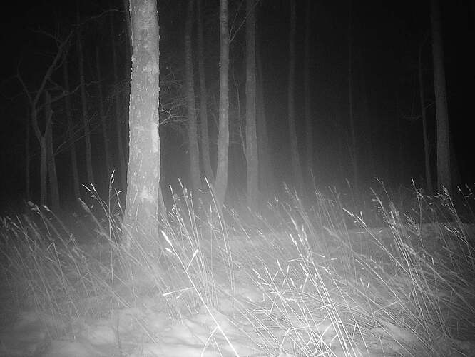 trailcam_image