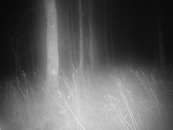 trailcam_image