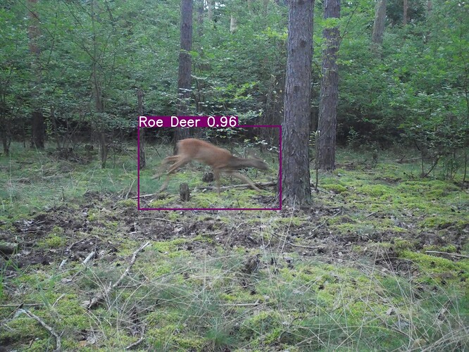 trailcam_image
