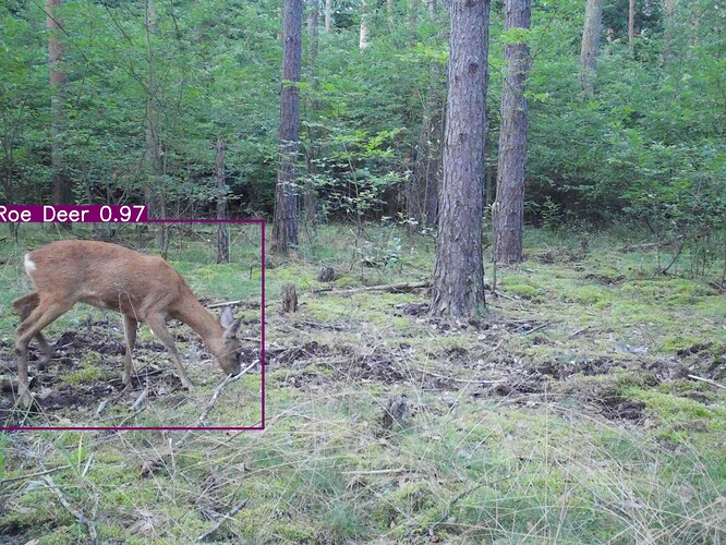 trailcam_image