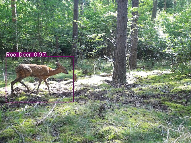 trailcam_image