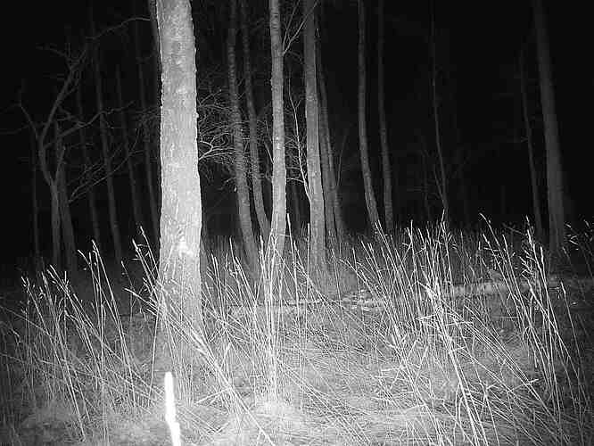 trailcam_image