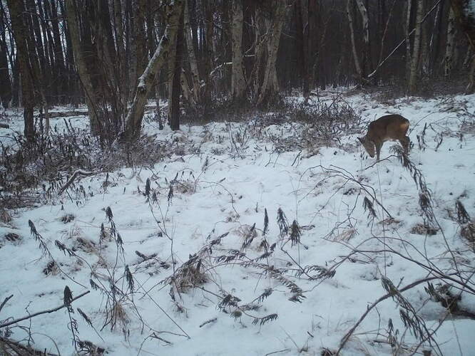 trailcam_image