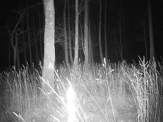 trailcam_image