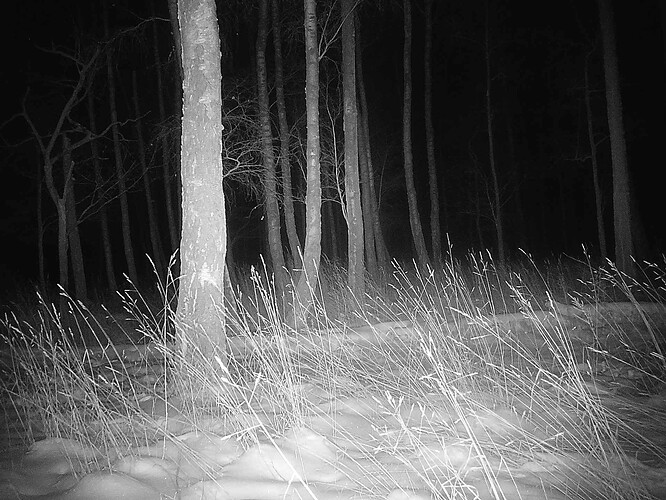 trailcam_image