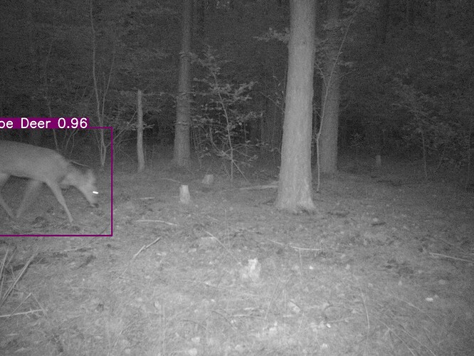 trailcam_image