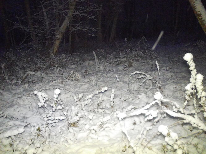 trailcam_image