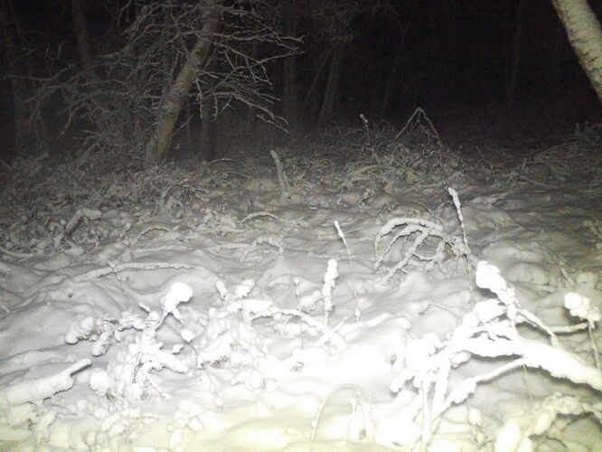 trailcam_image