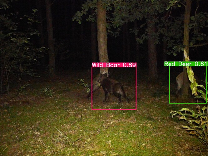 trailcam_image