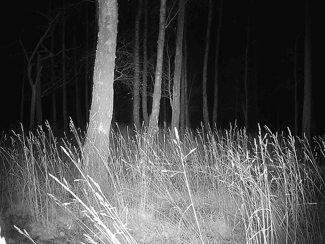 trailcam_image