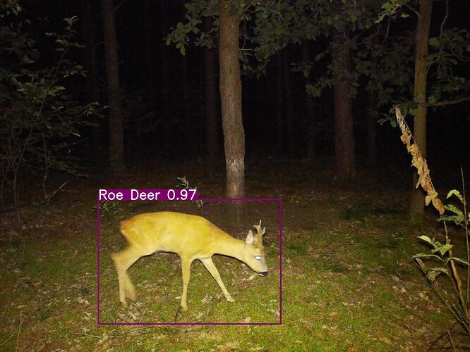 trailcam_image