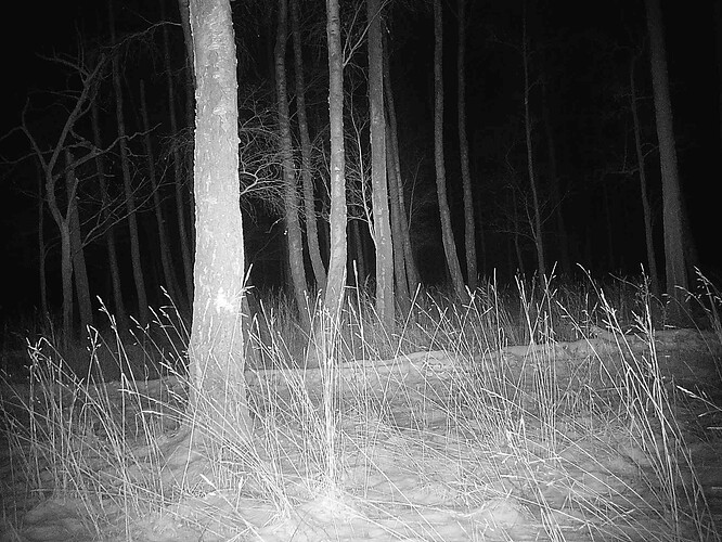 trailcam_image