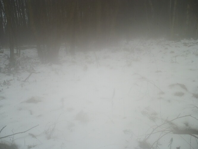 trailcam_image