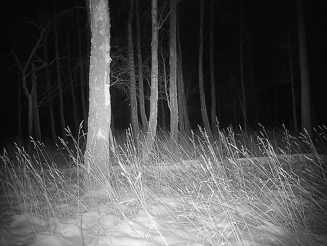 trailcam_image