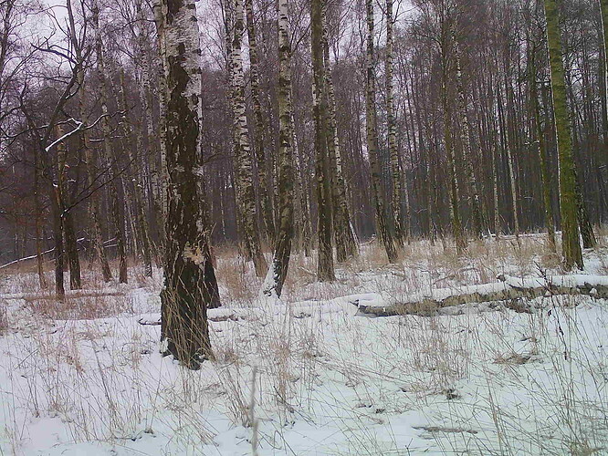 trailcam_image
