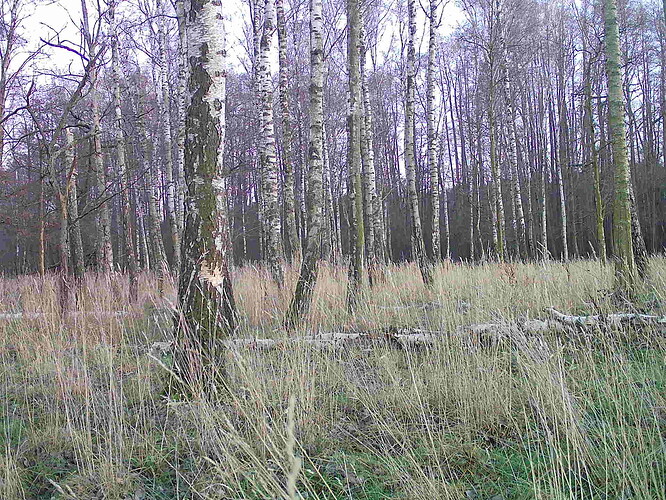 trailcam_image