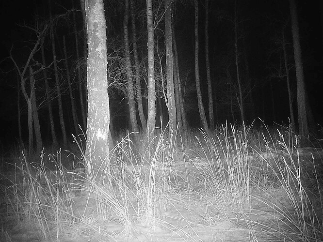trailcam_image