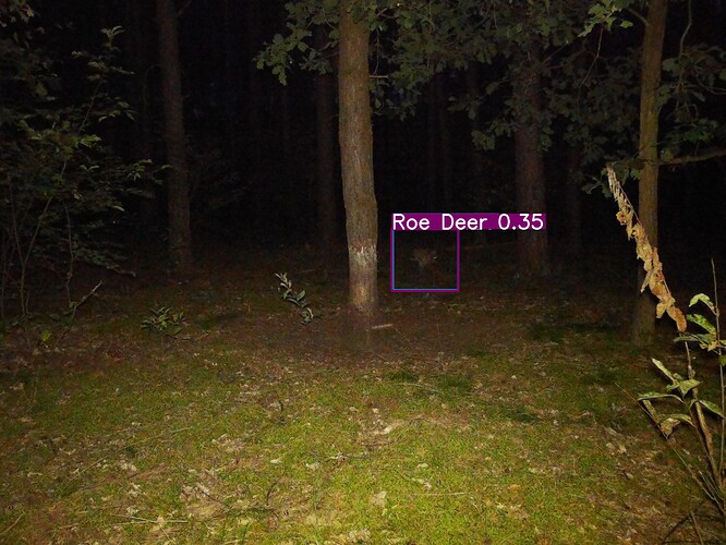 trailcam_image
