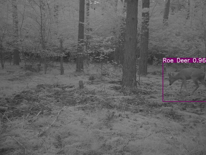 trailcam_image