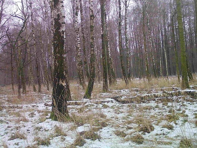 trailcam_image