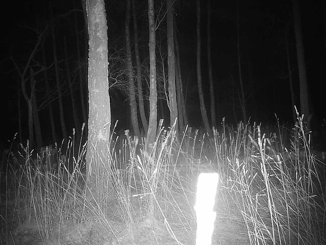 trailcam_image