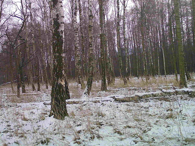 trailcam_image