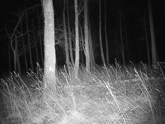 trailcam_image