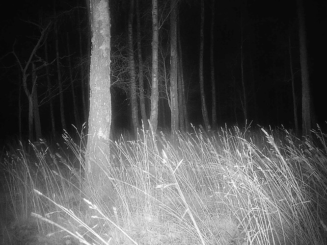 trailcam_image