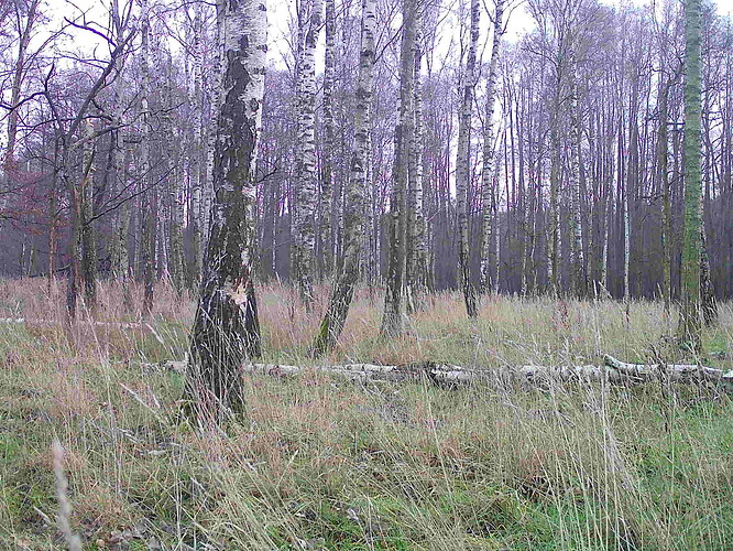 trailcam_image