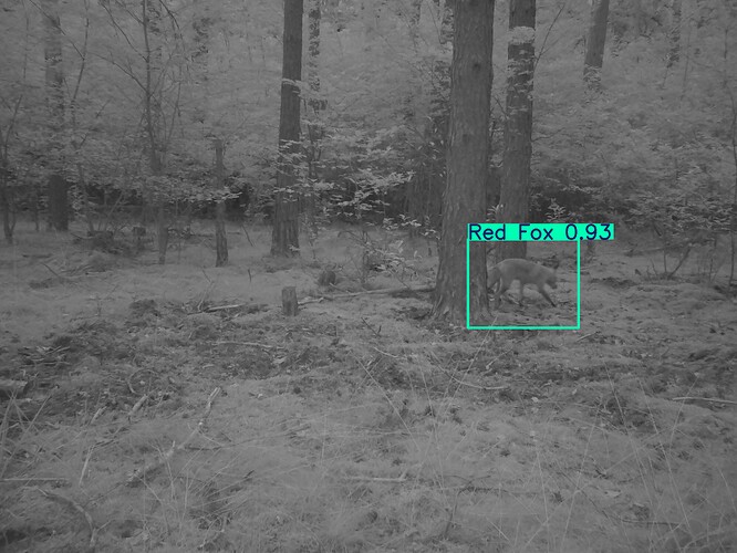 trailcam_image