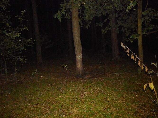 trailcam_image