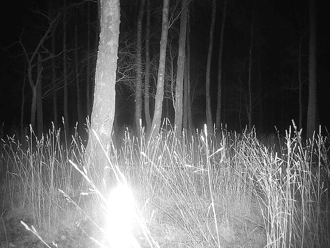 trailcam_image