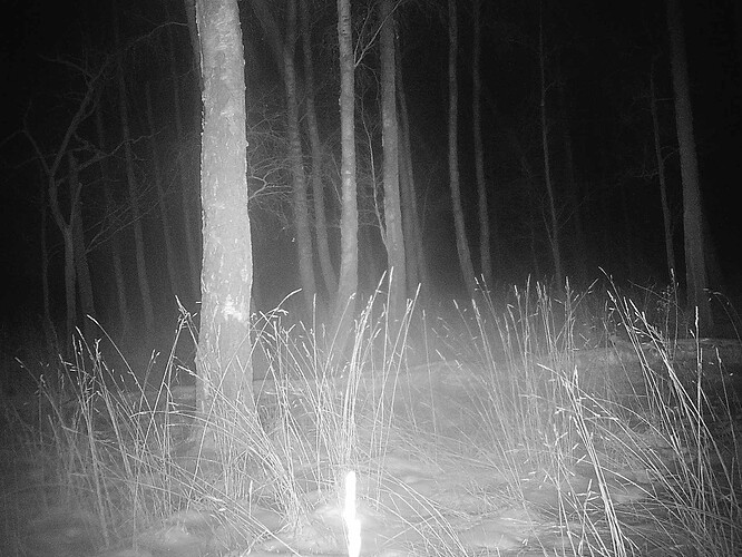trailcam_image
