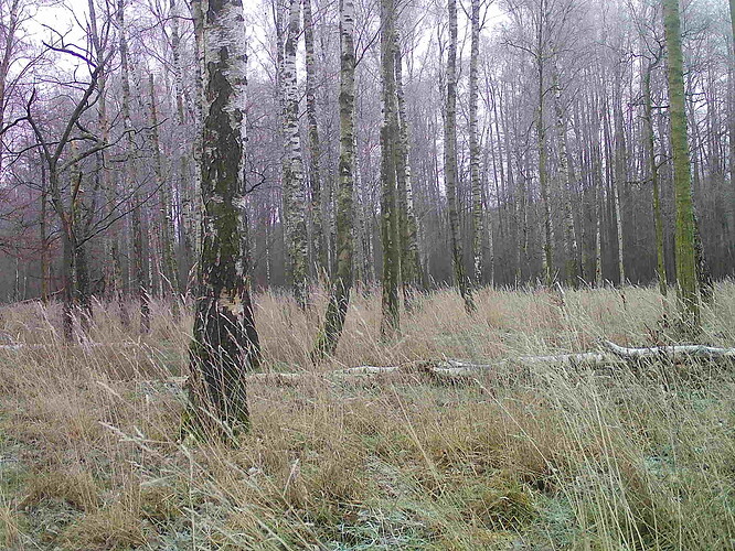 trailcam_image