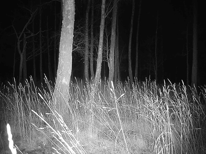 trailcam_image