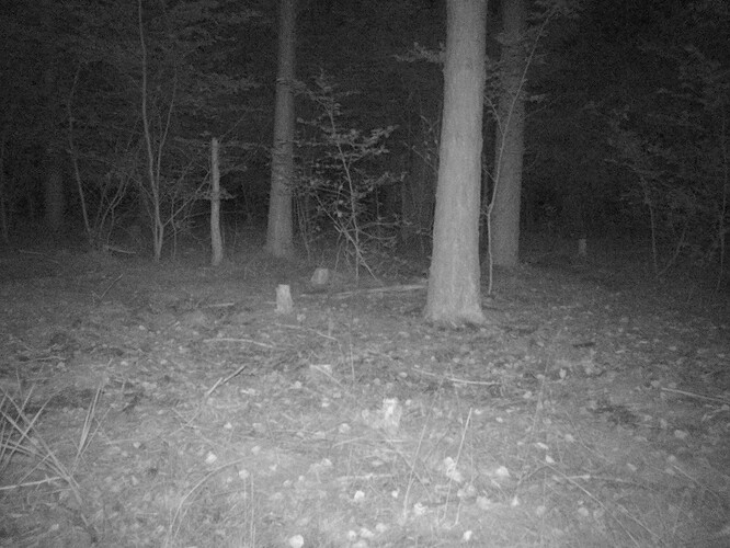 trailcam_image