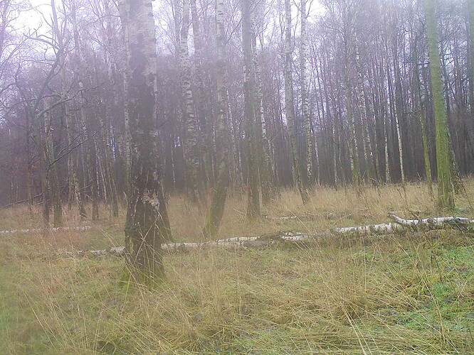 trailcam_image