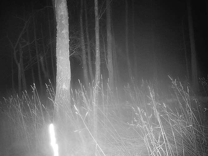 trailcam_image