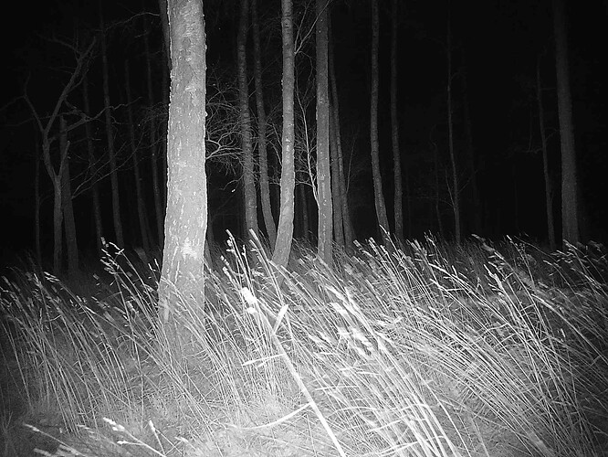 trailcam_image