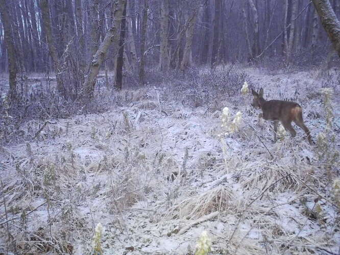 trailcam_image