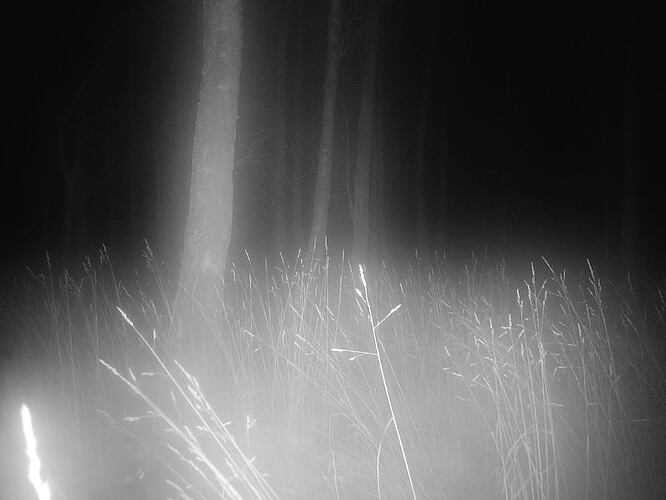 trailcam_image